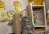 Фото Продается клубный котенок породы шотландская длинношерстная.