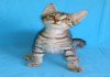 Фото Шикарный Мраморный котенок в дар
