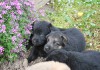 Фото Черные щенки немецкой овчарки