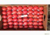 Фото Качественные томаты от импортера со склада в Москве.