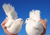 Фото Выпуск свадебных голубей, фотосессии с голубями