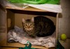 Фото Ласковый кот Гриша нуждается в семье.