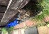 Фото Крошки котята в поисках хозяев