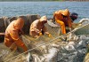 Фото Рыбообработчики, рыбаки на заводы Дальнего Востока