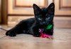 Фото Черный котенок Брауни ищет дом