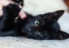 Фото Черный котенок Брауни ищет дом