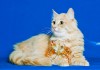 Фото Пушистый кот Персик в дар