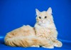 Фото Пушистый кот Персик в дар