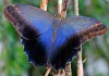 Фото Живые тропические бабочки Caligo Memnom Бабочки Лучший подарок!