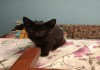 Фото Отдам бесплатно черных котят в добрые руки