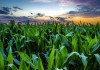 Продам фуражную кукурузу 6 000 тонн