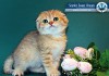 Фото «SSD» - Продажа котят в московском питомнике шотландских кошек ...
