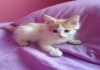 Фото Отдам котенка с сердечком на носу