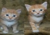 Фото Отдам рыжих котят