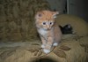 Фото Отдам рыжих котят