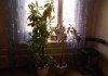 Фото Продам комнатные растения