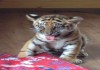Фото Продам Тигр Белый, Бенгальский купить тигрёнка можно у нас