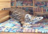 Фото Продам Тигр Белый, Бенгальский купить тигрёнка можно у нас