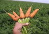 Фото Оптово-овощная база от 30кг до 20 тонн ( картофель, лук, морковь)