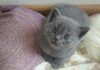 Фото Продам умненьких красивеньких шотландских вислоухих котят 1 месяц