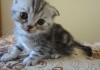 Фото Продам умненьких красивеньких шотландских вислоухих котят 1 месяц