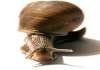 Фото Snail-active – Стимулирует синтез коллагена