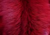 Фото Шкурки красной лисы