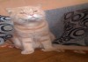 Фото Вязка с шотландским котом. Шотландский