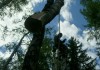 Фото Спилить Удалить Срубить дерево в Москве и городах Московской области
