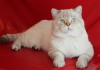 Фото Продам чистокровного Британского кота (чемпиона)