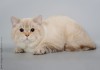 Фото Продам чистокровного Британского кота (чемпиона)