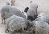 Фото Домашняя баранина, утки, гуси, индюки, клюква