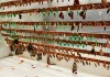 Фото Высоко рентабельный бизнес ферма Живых Тропических Бабочки изПакистана