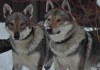 Фото Чехословацкая волчья собака - продаются щенки!