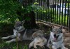Фото Чехословацкая волчья собака - продаются щенки!