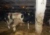 Фото Закупаем коров на убой оптом
