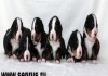 Ведущий питомник России Зенненхунд России предлагает щенков