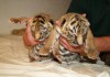 Тигр купить можно у нас, продам бенгальских тигрят