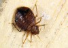 Фото Избавлю вас от насекомых клопов тараканов муравьев и мышей