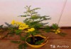 Фото Мимоза в горшке цветущая, желтая 40- 50cv