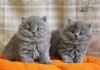 Фото Английские длинношерстные котята