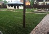 Фото Рулонный газон оптом с доставкой