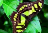 Фото Яркие Живые Бабочки изФилиппин