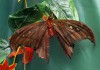 Яркие Живые Бабочки изТайланда