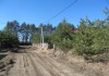 Фото Участок с соснами 15 соток ижс в Алеканово.Рядом лес.