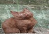 Фото Британский котенок шоколадного окраса.