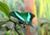 Фото Тропические Живые Бабочки изАмазонки