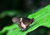 Фото Яркие Живые Бабочки изТайланда