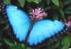 Фото Тропические Живые Бабочки изЧили