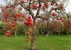 Фото Весенняя обрезка плодовых деревьев и кустарников